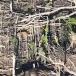 Зафіксовано 150 страт українських військових у полоні росіян - ГУР