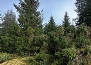 Лісничому загрожує до п’яти років за вирубку дерев у заповіднику