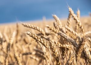 У Мінагрополітики знизили прогноз врожаю зернових на 5%
