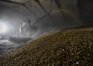 Китай скоротив закупівлі російської пшениці у 16 разів